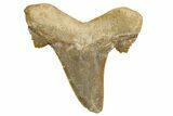 Serrated Sokolovi (Auriculatus) Shark Tooth - Dakhla, Morocco #321870-1